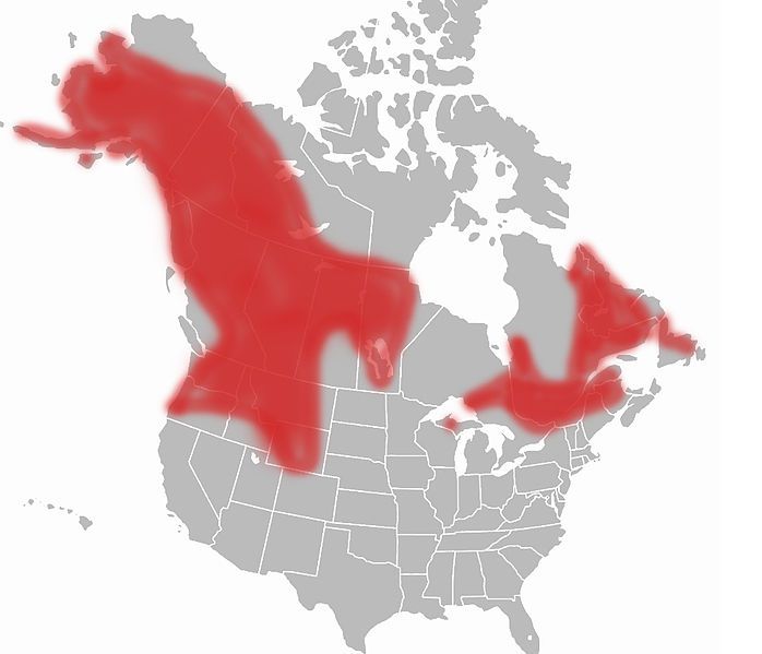 File:Bombus frigidus range.jpg