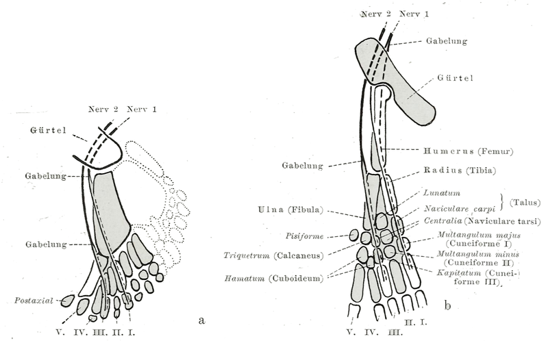 File:Braus 1921 158.png