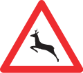 Rehe auf der Straße/Cerf sur la route/Cervo su strada