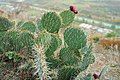 Cactuses (Opuntia)