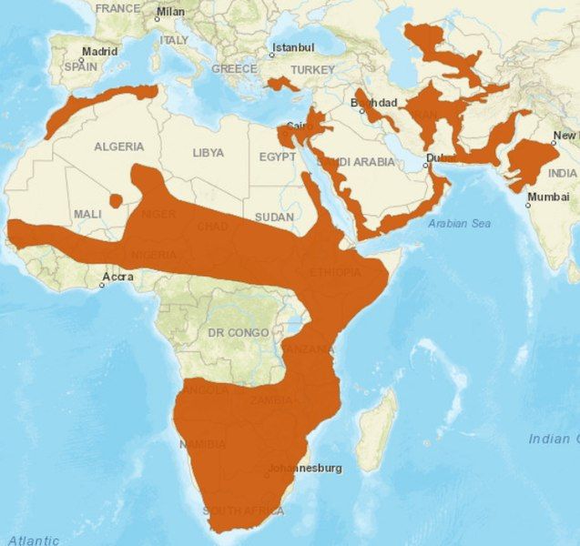 File:Caracal distribution.jpg