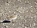 Little sanderling