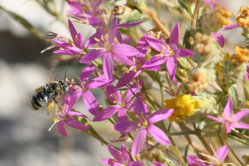 File:Centaurium namophilum 2.jpg