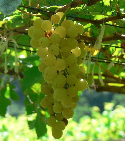 File:Chenin blanc grapes.jpg