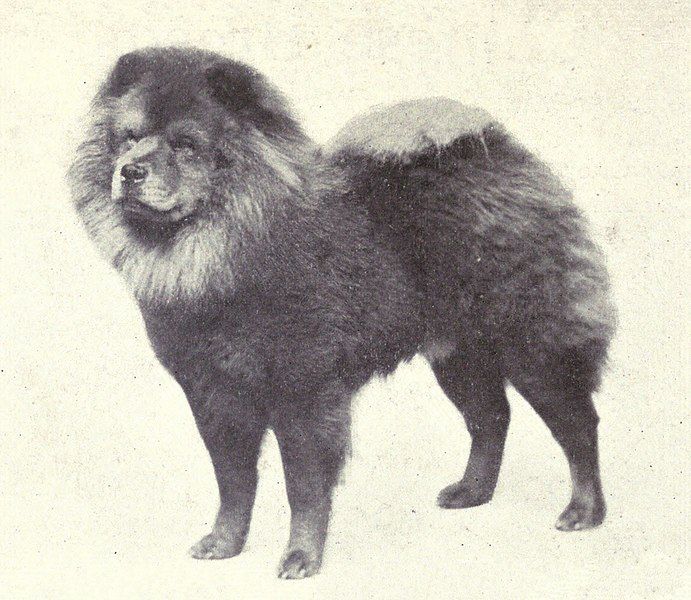 File:Chow-Chow from 1915.JPG