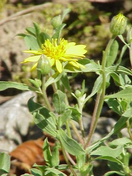 File:Chrysopsis villosa ruteri0.jpg