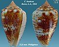 Conus boeticus Reeve, L.A., 1844