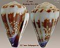 Conus nux Broderip, W.J., 1833