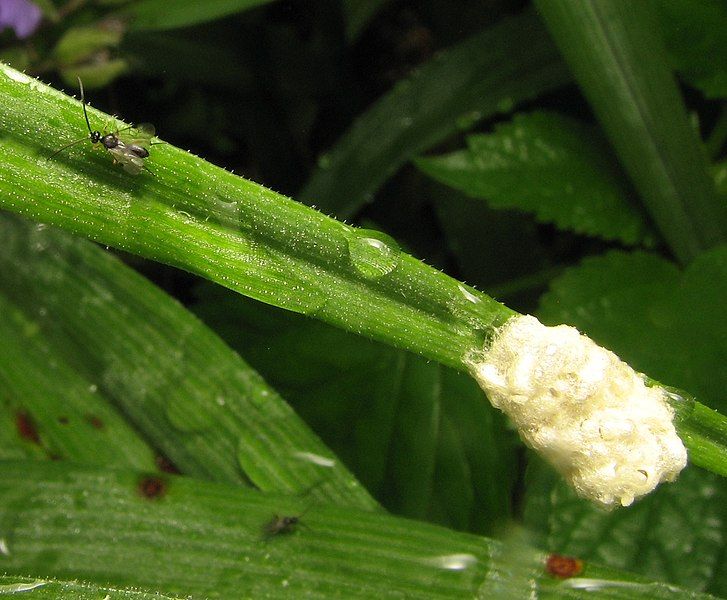 File:Cotesia cocoons.jpg