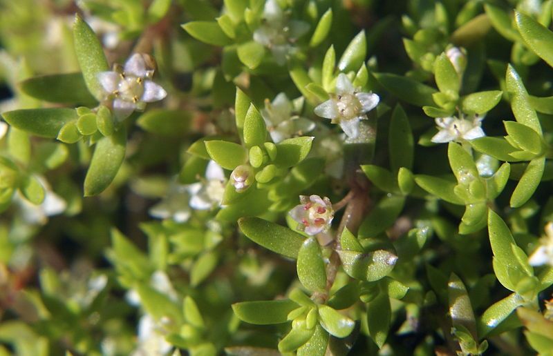 File:Crassula helmsii.jpg