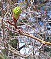 Leaf bud opening in the spring, and thorn