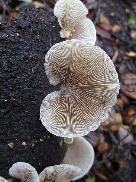 File:Crepidotus mollis 15063103.jpg