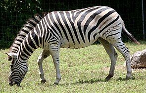 Zebra