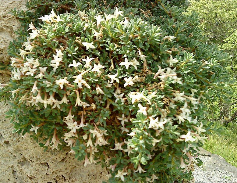 File:Daphne jasminea.JPG