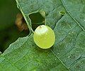 Nettle gall caused by Dasineura investita (Cecidomyiidae)