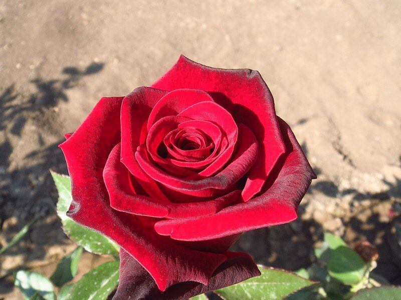 File:Depp Red Rose.JPG