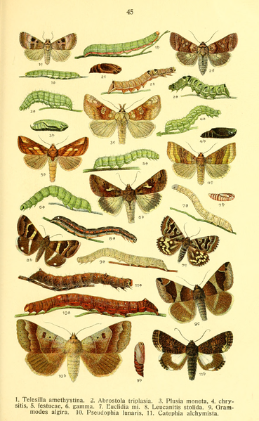 File:Dieschmetterling14ecks 0341.png