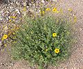 Encelia virginensis