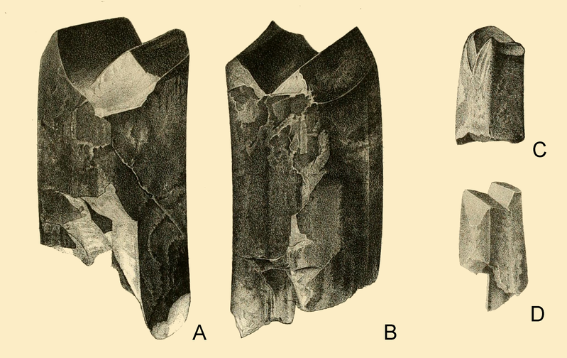 File:Eremotherium Lund 1842.png