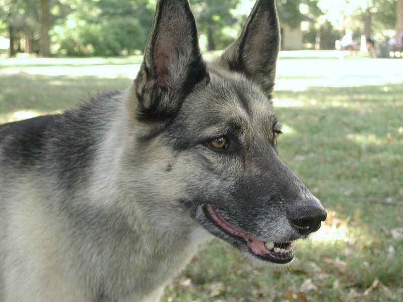 File:German Shepherd-Emma.jpeg