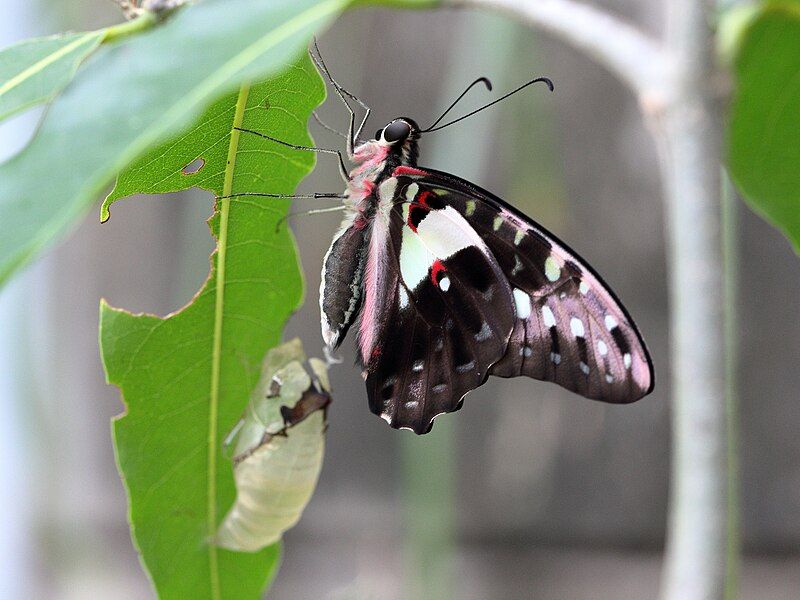 File:Graphium macfarlanei 4999.jpg