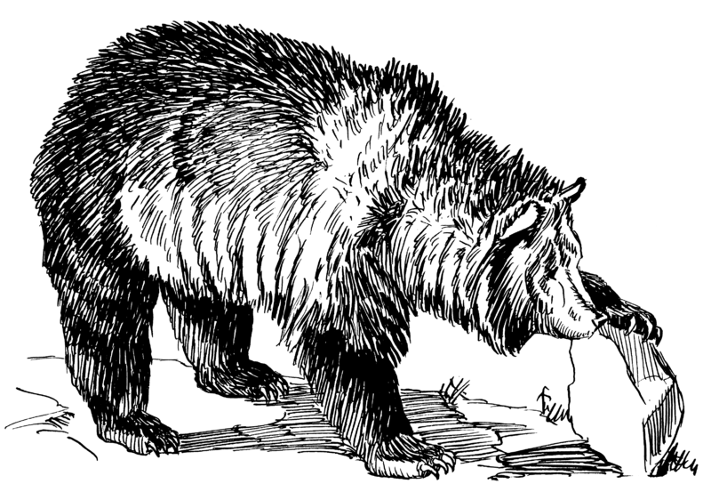 File:Grizzly bear (PSF).png