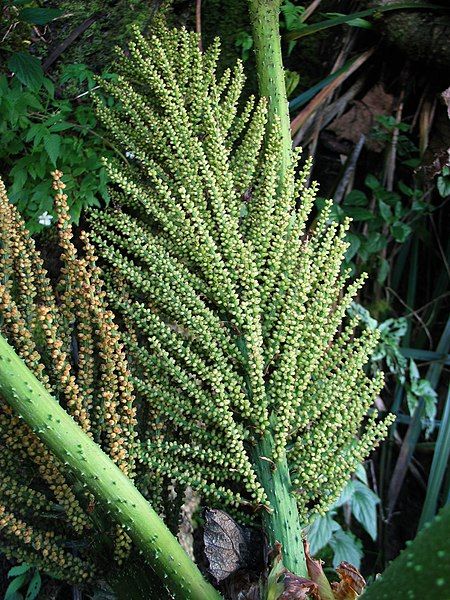 File:Gunnera petaloïdea (4743769779).jpg