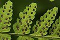 The leaf of the fern Gymnocarpium dryopteris, showing sori (groups of sporangia).