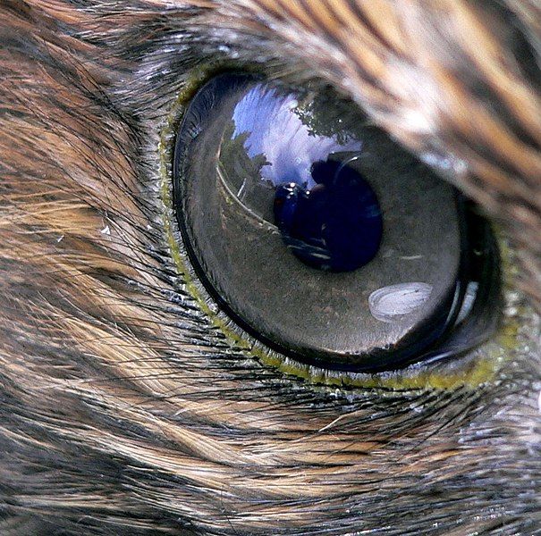 File:Hawk eye.jpg