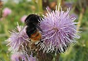 Bumblebee on a Cirsium arvense (creeping thistle) flowerhead