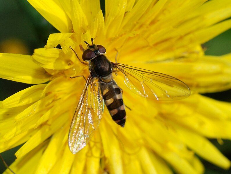 File:Hoverfly January 2008-5.jpg