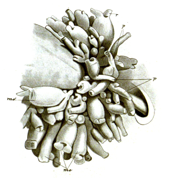 File:Hydrichthys sarcotretis.png