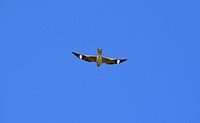 Nighthawk wing markings