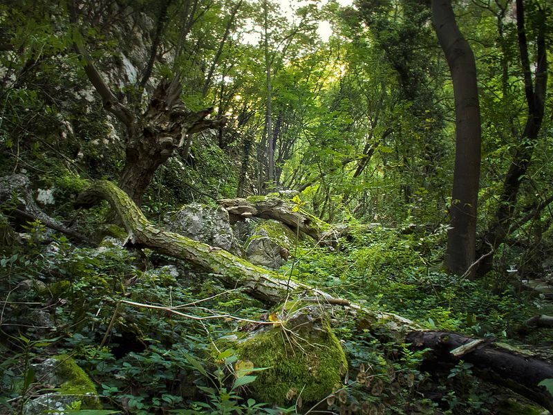 File:Jungle, Lazarev Kanjon.jpg