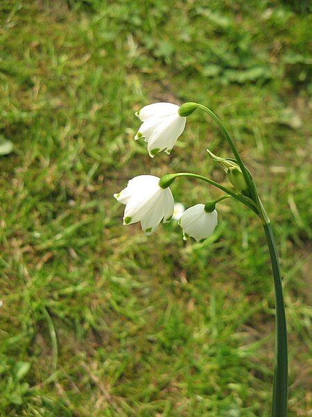 File:Leucojum aestivum flowers5.jpg