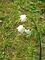 Leucojum aestivum