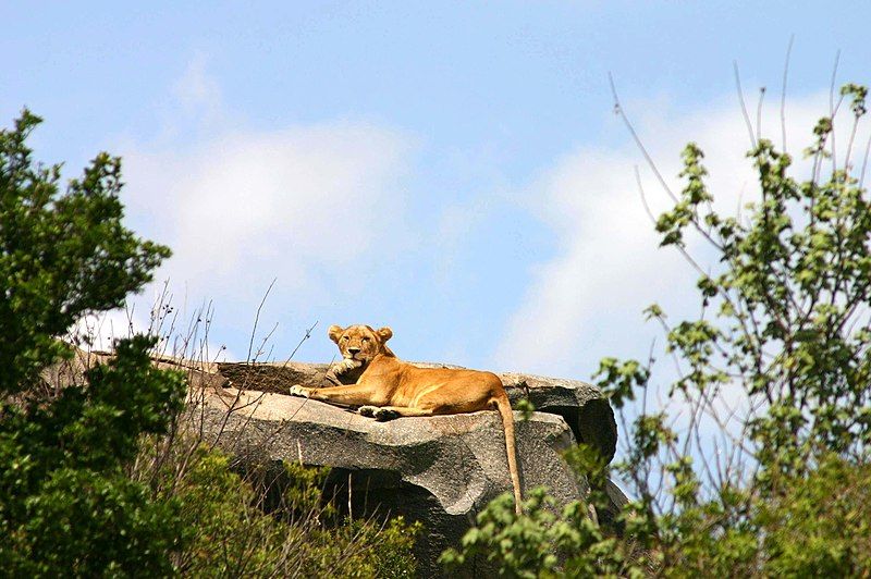 File:Lioness-in-the-Serengeti.JPG