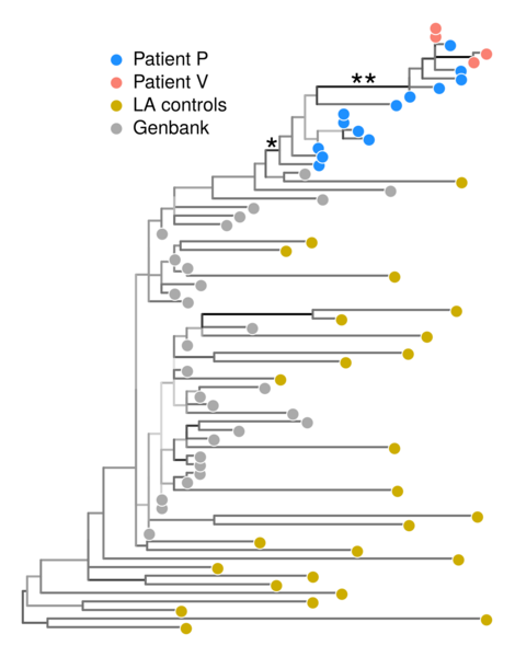 File:Louisiana HIV phylogeny.png