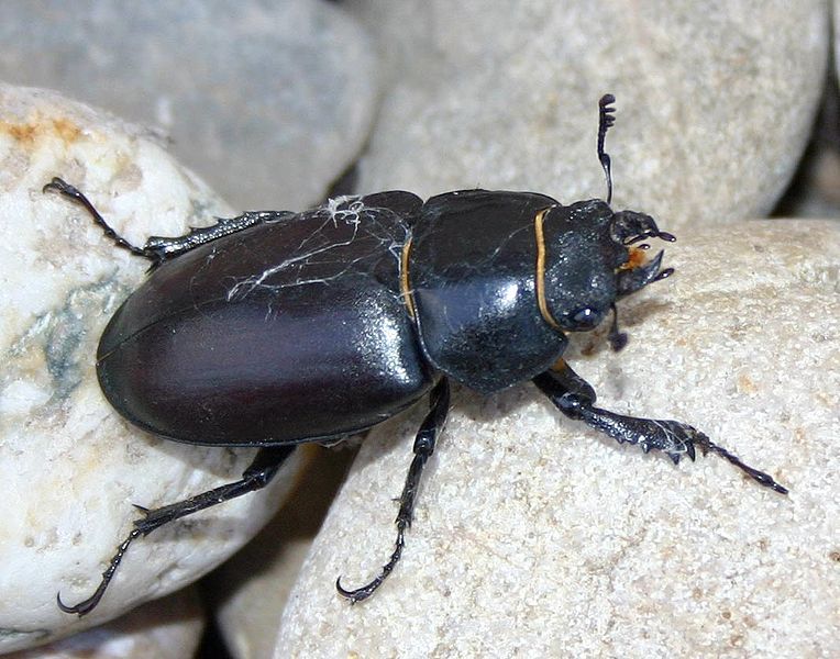 File:Lucanus-cervus-femininum.jpg