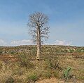 Typical vegetation near Mahaboboka