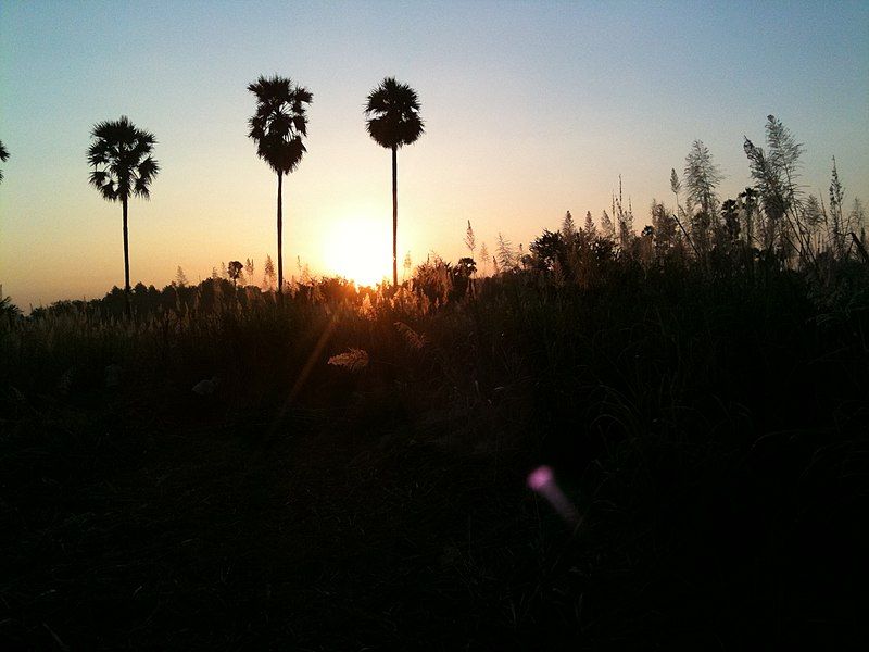 File:Mandalapalli Sugarcane.jpg