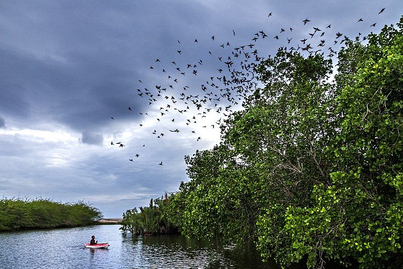 File:Mangrove Ecopark.jpg