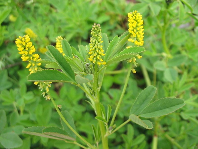 File:Melilotus indicus (Flower).jpg