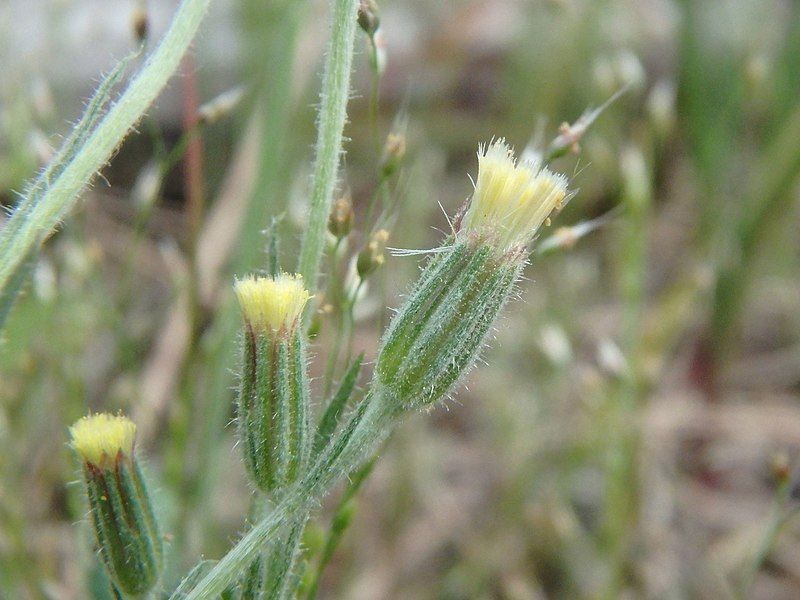 File:Millotia tenuifolia 54216631.jpg