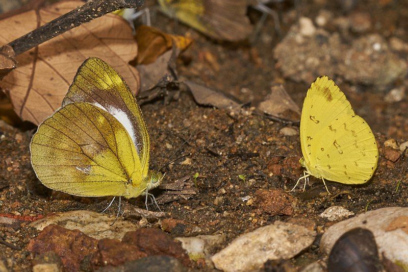 File:Mud-puddling-Aralam-2016-10-29-002.jpg