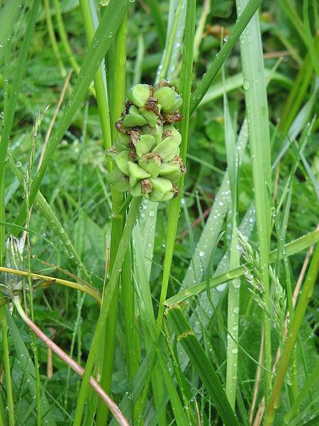 File:Muscari azureum fruits.jpg