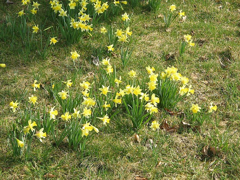 File:Narcissus pseudonarcissus (habitat)3.jpg