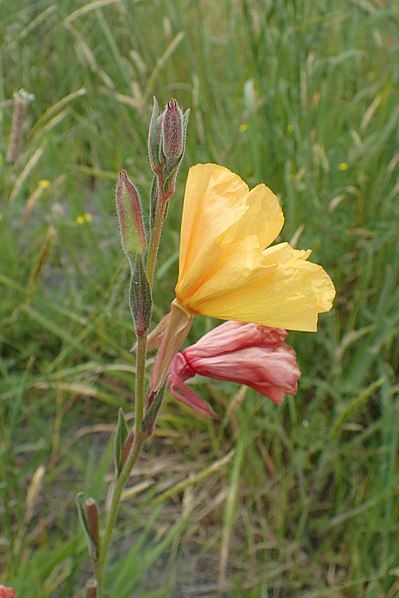 File:Oenothera stricta kz1.jpg