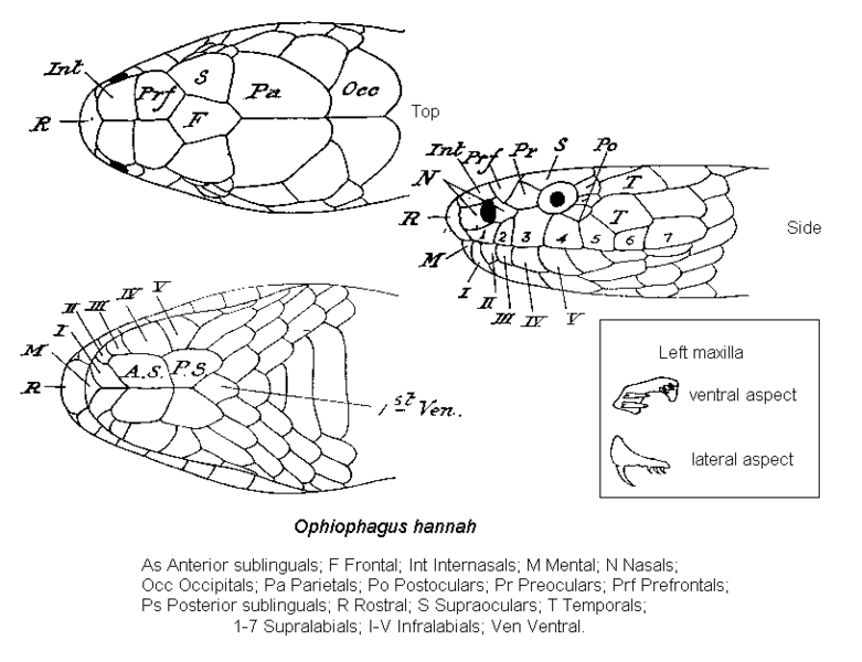 File:Ophiophagus scalation.png