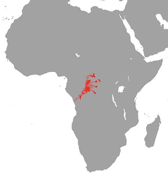 File:Papyrocranus congoensis Range.jpg